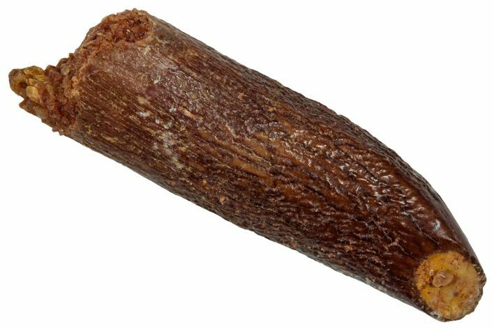 Fossil Sauropod Dinosaur (Titanosaur) Tooth - Morocco #332486